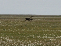 Caribou on the North Slope